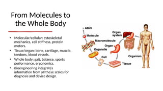 From Molecules to
the Whole Body
• Molecular/cellular: cytoskeletal
mechanics, cell stiffness, protein
motors.
• Tissue/organ: bone, cartilage, muscle,
tendons, blood vessels.
• Whole body: gait, balance, sports
performance, ergonomics.
• Bioengineering integrates
information from all these scales for
diagnosis and device design.
 