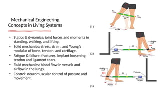 Mechanical Engineering
Concepts in Living Systems
• Statics & dynamics: joint forces and moments in
standing, walking, and lifting.
• Solid mechanics: stress, strain, and Young’s
modulus of bone, tendon, and cartilage.
• Fatigue & failure: fractures, implant loosening,
tendon and ligament tears.
• Fluid mechanics: blood flow in vessels and
airflow in the lungs.
• Control: neuromuscular control of posture and
movement.
 