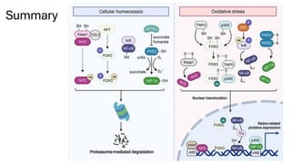 7. Redox Signaling pathways in the body.pdf