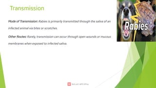 Researchgate How Rabies Is Transmitted 7. Rabies.pdf presentation well understandable | PDF