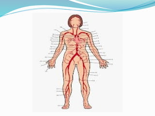 Anatomy of Cardiovascular system of Human body.pptx