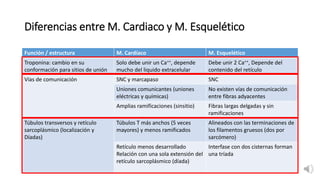 7. fisiologia celula múscular (2).pdflll | PDF