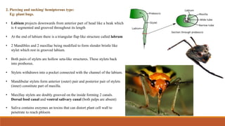 Stylet Insect Part Comprehensive Overview of Insect Mouthparts and Their Types | PDF