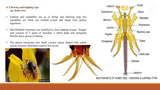 Comprehensive Overview of Insect Mouthparts and Their Types | PDF