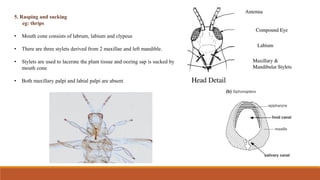 Comprehensive Overview of Insect Mouthparts and Their Types | PDF