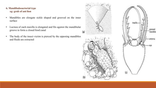 Comprehensive Overview of Insect Mouthparts and Their Types | PDF