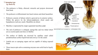 Comprehensive Overview of Insect Mouthparts and Their Types | PDF