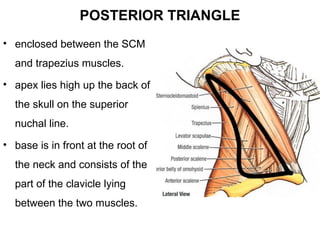 Triangular Parallel Muscle Comprehensive Anatomy of the Neck's Triangles and Muscles | PPT