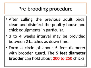 Comprehensive Guide to Brooding and Chick Management in Poultry Farming ...
