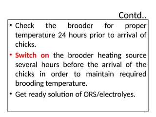 Comprehensive Guide to Brooding and Chick Management in Poultry Farming ...