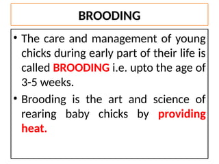 Brooding Estate Comprehensive Guide to Brooding and Chick Management in Poultry Farming ...