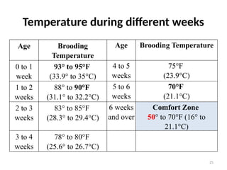 Good Temp Brooding Example Comprehensive Guide to Brooding and Chick Management in Poultry Farming ...