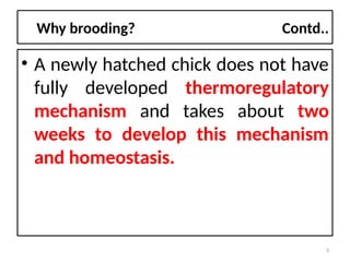Comprehensive Guide to Brooding and Chick Management in Poultry Farming ...