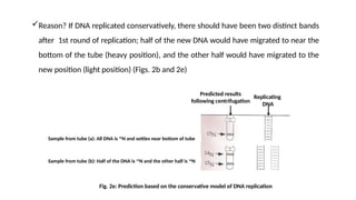 Dna Replication Conservative Tube Example Comprehensive Lecture on Chromosomal DNA Replication and Mismatch ...