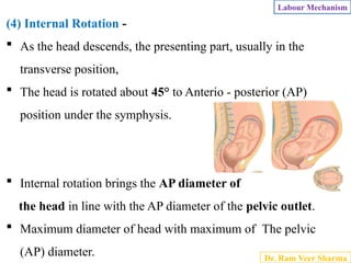Comprehensive Overview of the Mechanism of Labour and Cardinal ...