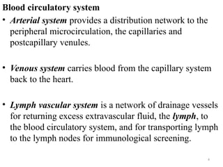 Extravascular System Comprehensive Overview of the Human Circulatory System and Vascular ...