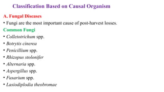 Classification Based on Causal Organism
A. Fungal Diseases
• Fungi are the most important cause of post-harvest losses.
Common Fungi
• Colletotrichum spp.
• Botrytis cinerea
• Penicillium spp.
• Rhizopus stolonifer
• Alternaria spp.
• Aspergillus spp.
• Fusarium spp.
• Lasiodiplodia theobromae
 