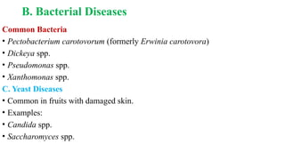 B. Bacterial Diseases
Common Bacteria
• Pectobacterium carotovorum (formerly Erwinia carotovora)
• Dickeya spp.
• Pseudomonas spp.
• Xanthomonas spp.
C. Yeast Diseases
• Common in fruits with damaged skin.
• Examples:
• Candida spp.
• Saccharomyces spp.
 