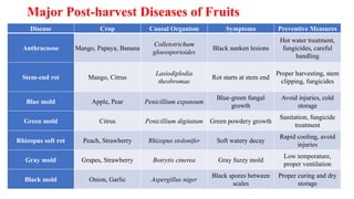 Major Post-harvest Diseases of Fruits
Disease Crop Causal Organism Symptoms Preventive Measures
Anthracnose Mango, Papaya, Banana
Colletotrichum
gloeosporioides
Black sunken lesions
Hot water treatment,
fungicides, careful
handling
Stem-end rot Mango, Citrus
Lasiodiplodia
theobromae
Rot starts at stem end
Proper harvesting, stem
clipping, fungicides
Blue mold Apple, Pear Penicillium expansum
Blue-green fungal
growth
Avoid injuries, cold
storage
Green mold Citrus Penicillium digitatum Green powdery growth
Sanitation, fungicide
treatment
Rhizopus soft rot Peach, Strawberry Rhizopus stolonifer Soft watery decay
Rapid cooling, avoid
injuries
Gray mold Grapes, Strawberry Botrytis cinerea Gray fuzzy mold
Low temperature,
proper ventilation
Black mold Onion, Garlic Aspergillus niger
Black spores between
scales
Proper curing and dry
storage
 