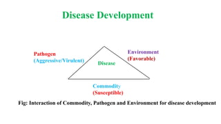 Disease Development
Pathogen
(Aggressive/Virulent)
Environment
(Favorable)
Commodity
(Susceptible)
Disease
Fig: Interaction of Commodity, Pathogen and Environment for disease development
 