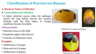 Classification of Post-harvest Diseases
A. Based on Nature of Infection
1. Latent (Quiescent) Infection
• A latent infection occurs when the pathogen
infects the crop before harvest but remains
dormant until the fruit ripens or storage
conditions become favorable.
Characteristics
• Infection occurs in the field.
• Symptoms appear after harvest.
• Common in climacteric fruits.
Examples
• Anthracnose of mango
• Stem-end rot of mango
• Anthracnose of papaya
Anthracnose of mango and papaya
Stem-end rot of mango
 
