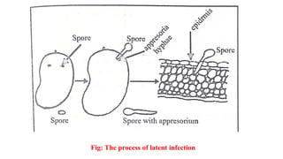 Fig: The process of latent infection
 