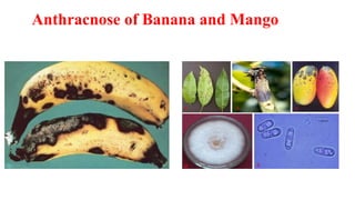 Anthracnose of Banana and Mango
 