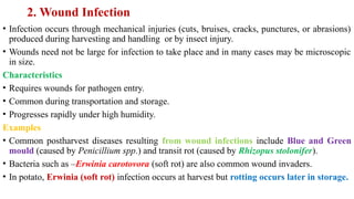 2. Wound Infection
• Infection occurs through mechanical injuries (cuts, bruises, cracks, punctures, or abrasions)
produced during harvesting and handling or by insect injury.
• Wounds need not be large for infection to take place and in many cases may be microscopic
in size.
Characteristics
• Requires wounds for pathogen entry.
• Common during transportation and storage.
• Progresses rapidly under high humidity.
Examples
• Common postharvest diseases resulting from wound infections include Blue and Green
mould (caused by Penicillium spp.) and transit rot (caused by Rhizopus stolonifer).
• Bacteria such as –Erwinia carotovora (soft rot) are also common wound invaders.
• In potato, Erwinia (soft rot) infection occurs at harvest but rotting occurs later in storage.
 