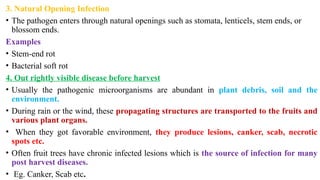3. Natural Opening Infection
• The pathogen enters through natural openings such as stomata, lenticels, stem ends, or
blossom ends.
Examples
• Stem-end rot
• Bacterial soft rot
4. Out rightly visible disease before harvest
• Usually the pathogenic microorganisms are abundant in plant debris, soil and the
environment.
• During rain or the wind, these propagating structures are transported to the fruits and
various plant organs.
• When they got favorable environment, they produce lesions, canker, scab, necrotic
spots etc.
• Often fruit trees have chronic infected lesions which is the source of infection for many
post harvest diseases.
• Eg. Canker, Scab etc.
 