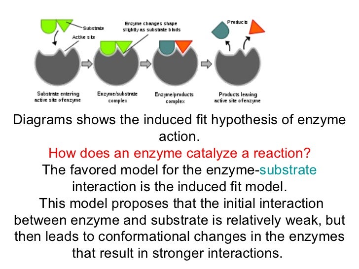7.27.10 enzymes coloso diagram of an enzyme substrate reaction 