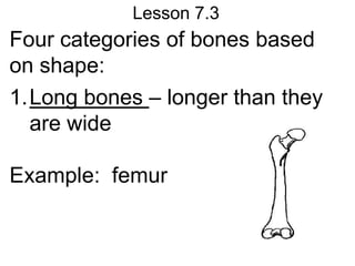 Lesson 7.3
Four categories of bones based
on shape:
1.Long bones – longer than they
  are wide

Example: femur
 
