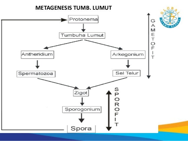 7 3 Klasifikasi Makhluk Hidup