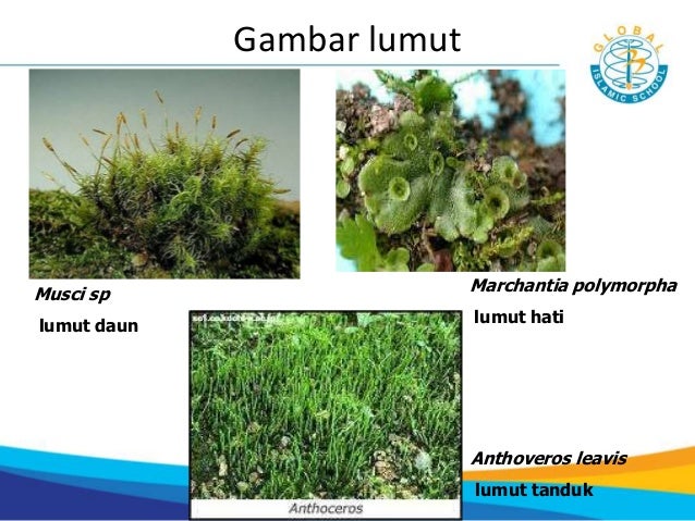 7 3 Klasifikasi Makhluk Hidup