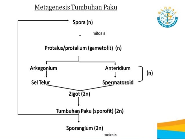 7 3 Klasifikasi Makhluk Hidup