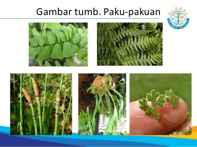 7 3 Klasifikasi Makhluk Hidup