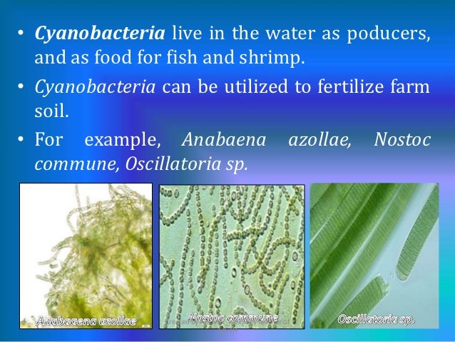 Can Bacteria Reproduce On Covered Food Can Bacteria Reproduce On Covered Food