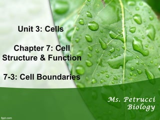 Unit 3: Cells 
Chapter 7: Cell 
Structure & Function 
7-3: Cell Boundaries 
Ms. Petrucci 
Biology 
 