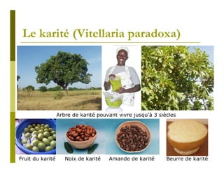 Le karité (Vitellaria paradoxa)




                  Arbre de karité pouvant vivre jusqu’à 3 siècles




Fruit du karité      Noix de karité   Amande de karité       Beurre de karité
 
