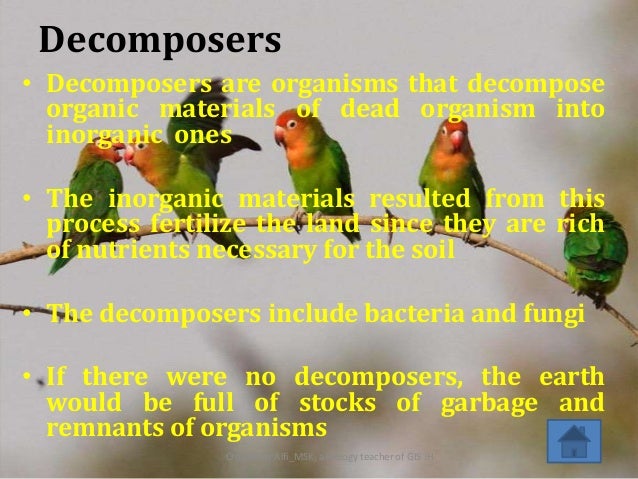 What Would Happen If Decomposers Didn T Exist