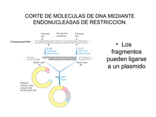 TECNOLOGÍAS EN BIOLOGÍA MOLECULAR Y DNA RECOMBINANTE.