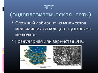 ЭПС 
(эндоплазматическая сеть) 
 Сложный лабиринт из множества 
мельчайших канальцев , пузырьков , 
мешочков 
 Гранулярная или зернистая ЭПС 
 