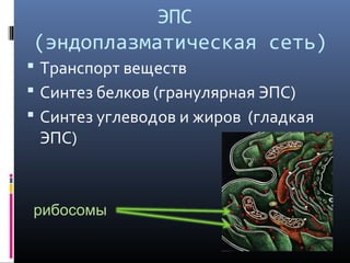 ЭПС 
(эндоплазматическая сеть) 
 Транспорт веществ 
 Синтез белков (гранулярная ЭПС) 
 Синтез углеводов и жиров (гладкая 
ЭПС) 
рибосомы 
 