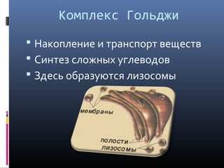 Комплекс Гольджи 
 Накопление и транспорт веществ 
 Синтез сложных углеводов 
 Здесь образуются лизосомы 
 