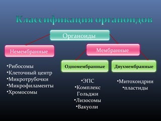 Органоиды 
Немембранные Мембранные 
Одномембранные •Рибосомы Двухмембранные 
•Клеточный центр 
•Микротрубочки 
•Микрофиламенты 
•Хромосомы 
•Митохондрии 
•пластиды 
•ЭПС 
•Комплекс 
Гольджи 
•Лизосомы 
•Вакуоли 
 
