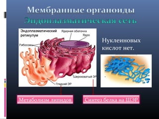 Нуклеиновых 
кислот нет. 
Метаболизм липидов Синтез белка на ШЭР 
 