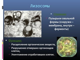 Лизосомы 
 Строение: 
 Пузырьки овальной 
формы (снаружи – 
мембрана, внутри – 
ферменты) 
 Функции: 
 Расщепление органических веществ, 
 Разрушение отмерших органоидов 
клетки, 
 Уничтожение отработавших клеток. 
 