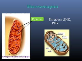Имеются ДНК, 
РНК 
Кристы 
«Энергетические станции» 
 