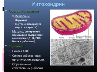 Митохондрии 
 ССооссттаавв ии ссттррооееннииее: 
 2 Мембраны 
 Наружная 
 Внутренняя(образует 
выросты – кристы) 
 Матрикс (внутреннее 
полужидкое содержимое, 
включающее ДНК, РНК, 
белок и рибосомы) 
 ФФууннккццииии:: 
 Синтез АТФ 
 Синтез собственных 
органических веществ, 
 Образование 
собственных рибосом. 
 