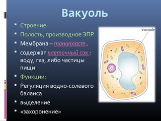 Вакуоль 
 Строение: 
 Полость, производное ЭПР 
 Мембрана – тонопласт . 
 содержат клеточный сок : 
воду, газ, либо частицы 
пищи 
 Функции: 
 Регуляция водно-солевого 
баланса 
 выделение 
 «захоронение» 
 