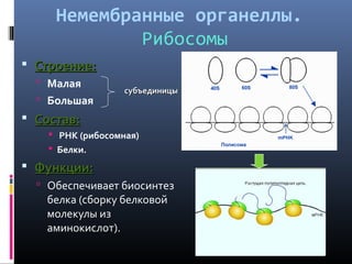 Немембранные органеллы. 
Рибосомы 
 ССттррооееннииее:: 
 Малая 
 Большая 
 ССооссттаавв:: 
ссууббъъееддииннииццыы 
 РНК (рибосомная) 
 Белки. 
 ФФууннккццииии:: 
 Обеспечивает биосинтез 
белка (сборку белковой 
молекулы из 
аминокислот). 
 